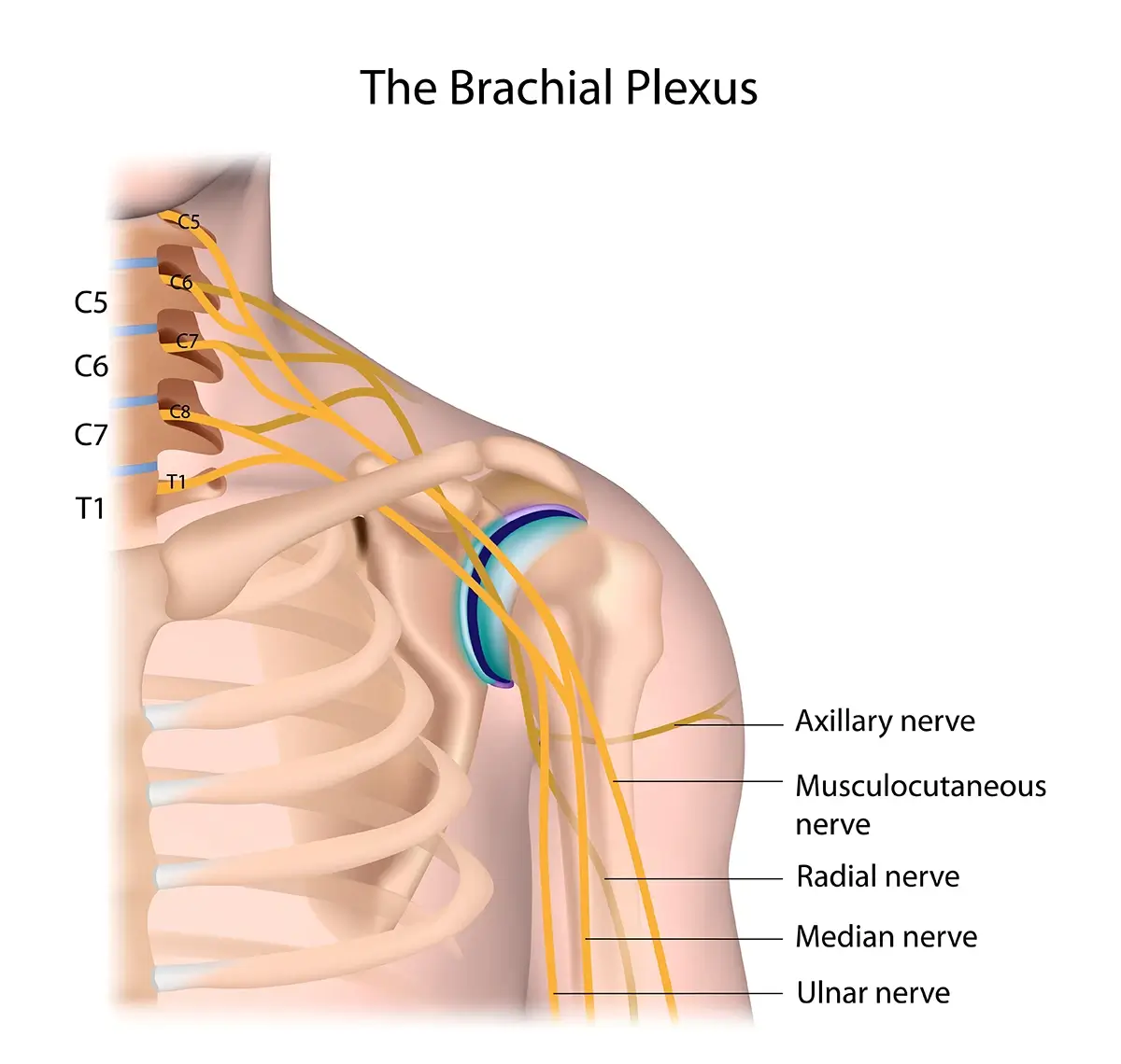 Image shows the peripheral nerves that make up the brachial plexus passing through the shoulder to extend down the arm.
